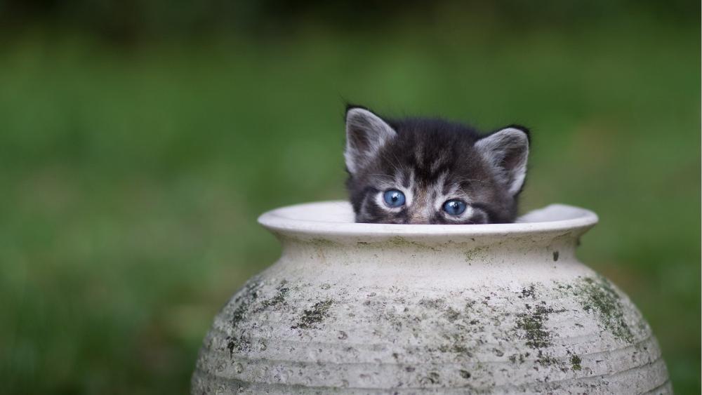 Curious Kitten Peekaboo wallpaper