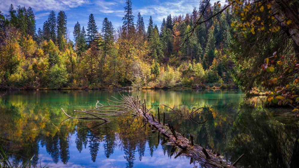 Tranquil Forest Lake Reflections wallpaper