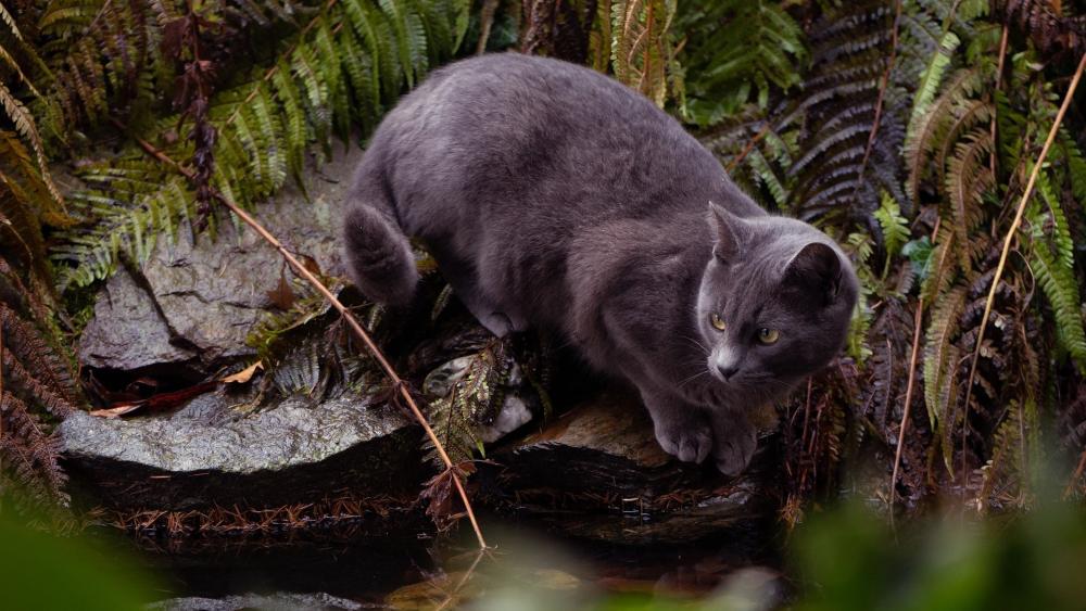 Mystical Forest Feline Watcher wallpaper