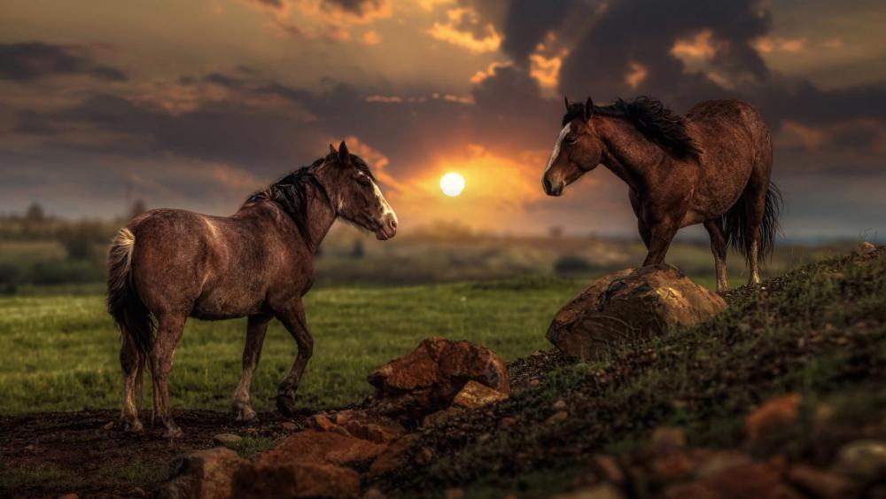 Majestic Horses at Sunset Glow wallpaper