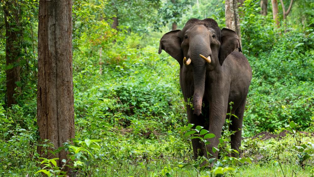 Majestic Elephant In Lush Green Forest wallpaper