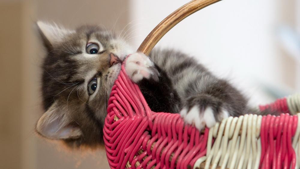 Playful Kitten's Basket Adventure wallpaper