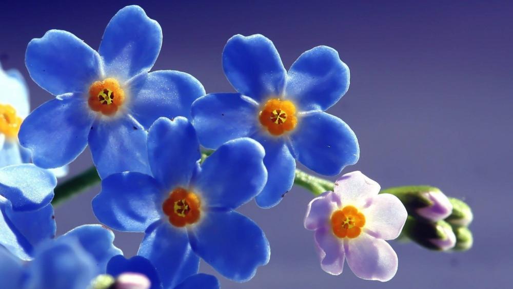 Vivid Blue Blossoms Touch the Sky wallpaper