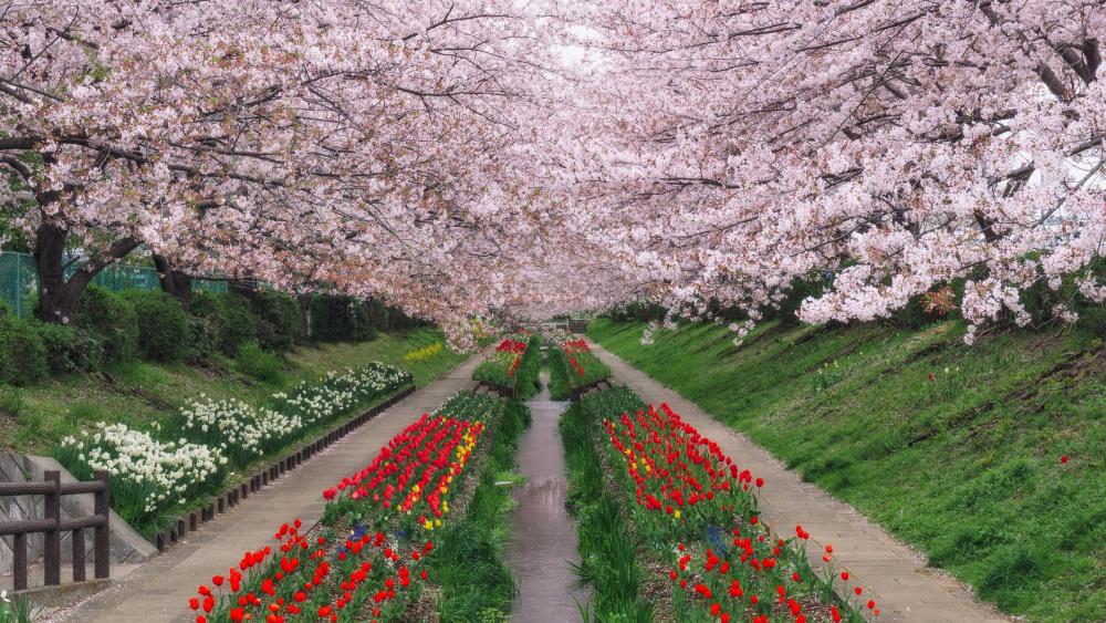 Cherry Blossom Canopy Over Flower-Lined Path in Yokohama wallpaper