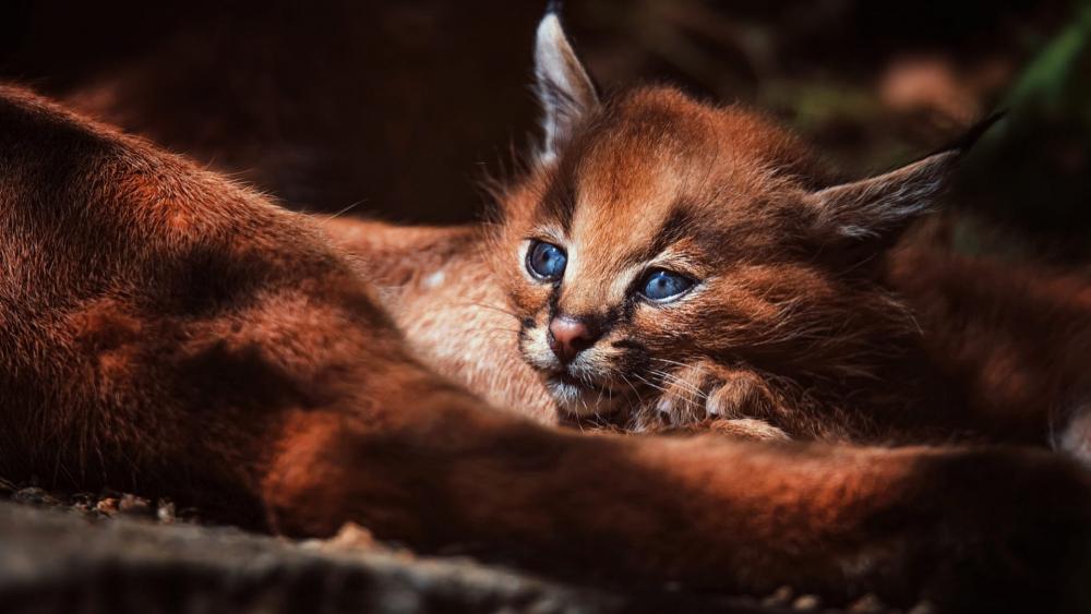 Restful Caracal Cub Embraced by Warmth wallpaper