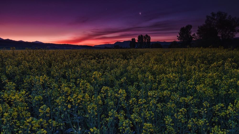 Twilight Serenity in the Floral Fields wallpaper