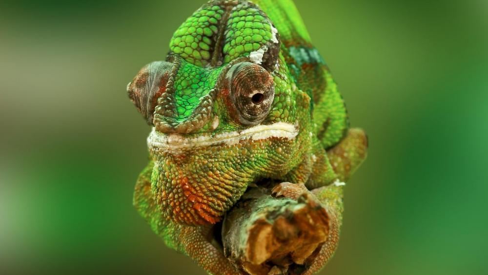 Vivid Chameleon Perch wallpaper