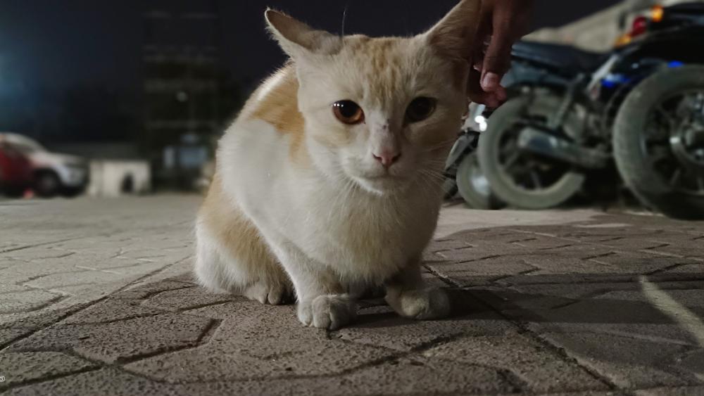 Street Cat wallpaper