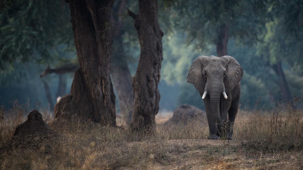 Majestic Forest Elephant in Wilderness wallpaper