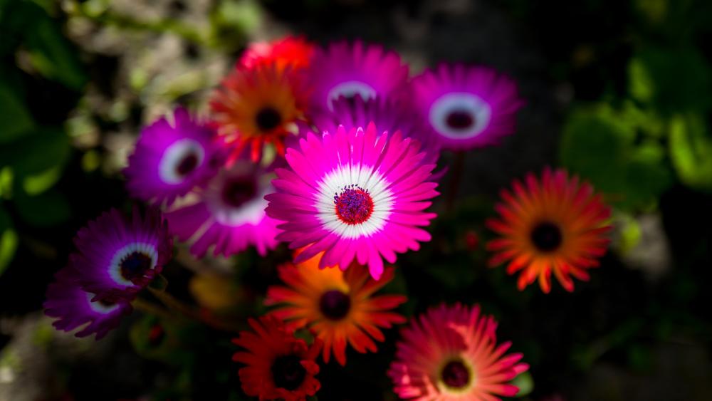 Vibrant Livingstone Daisy Delight wallpaper