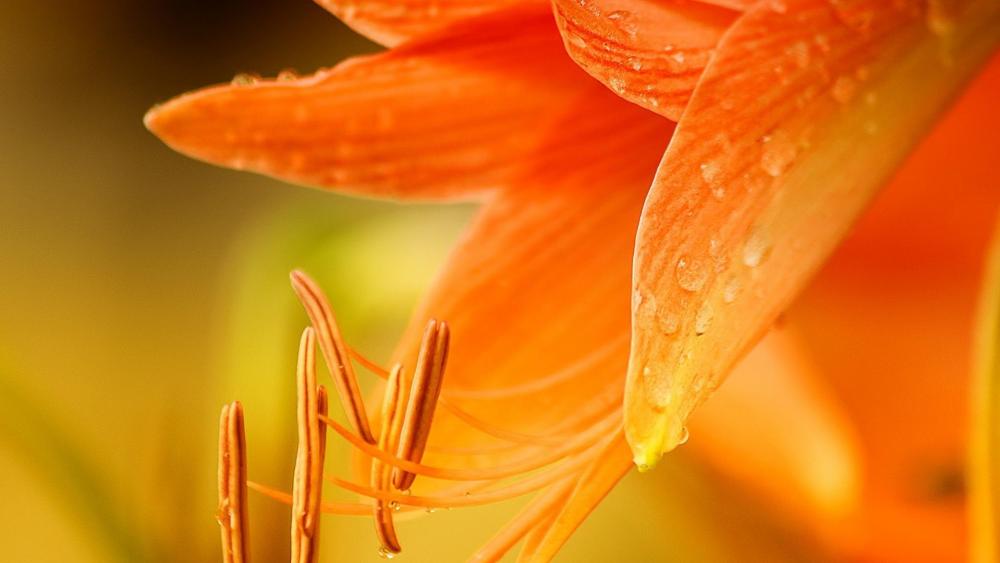Vibrant Orange Lily Bloom wallpaper