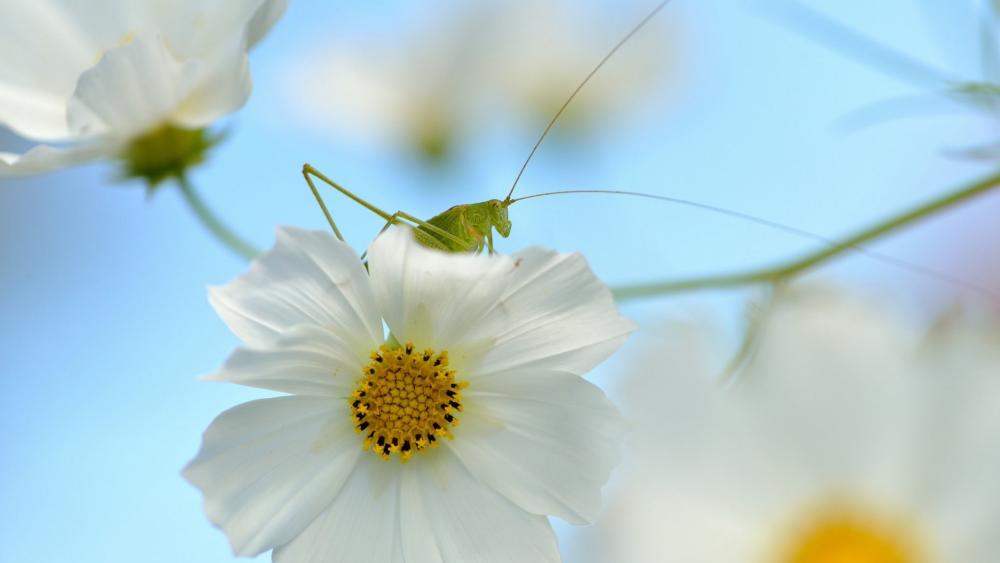 Gentle Grasshopper on Blossom wallpaper