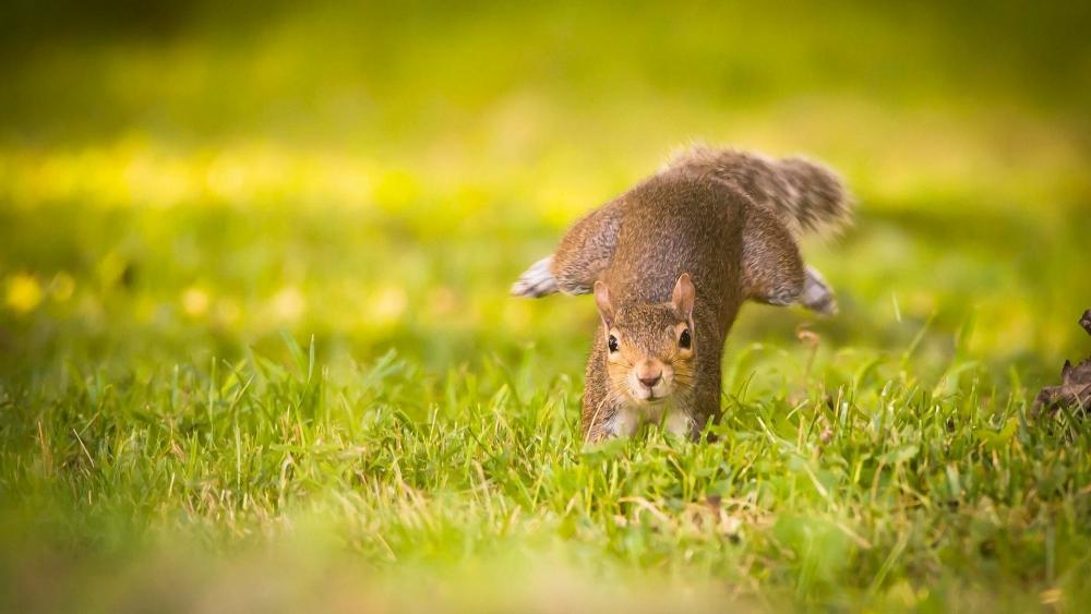 Squirrel's Playful Meadow Dash wallpaper