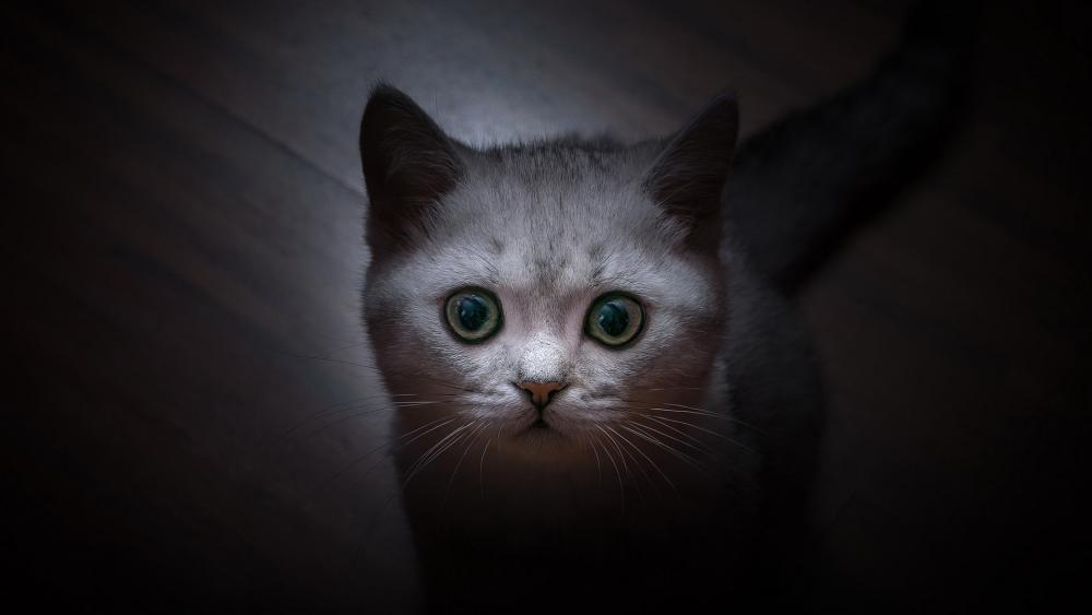 Inquisitive Feline Gaze in the Shadows wallpaper