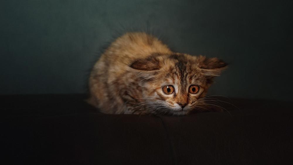 Wide-Eyed Kitten on Alert wallpaper