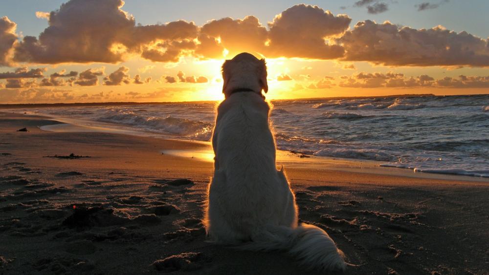 Golden Serenity with Canine Companion wallpaper