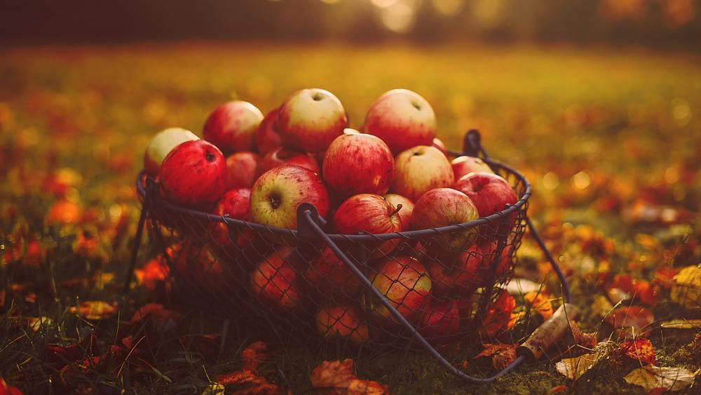 Autumn Harvest of Red Apples wallpaper
