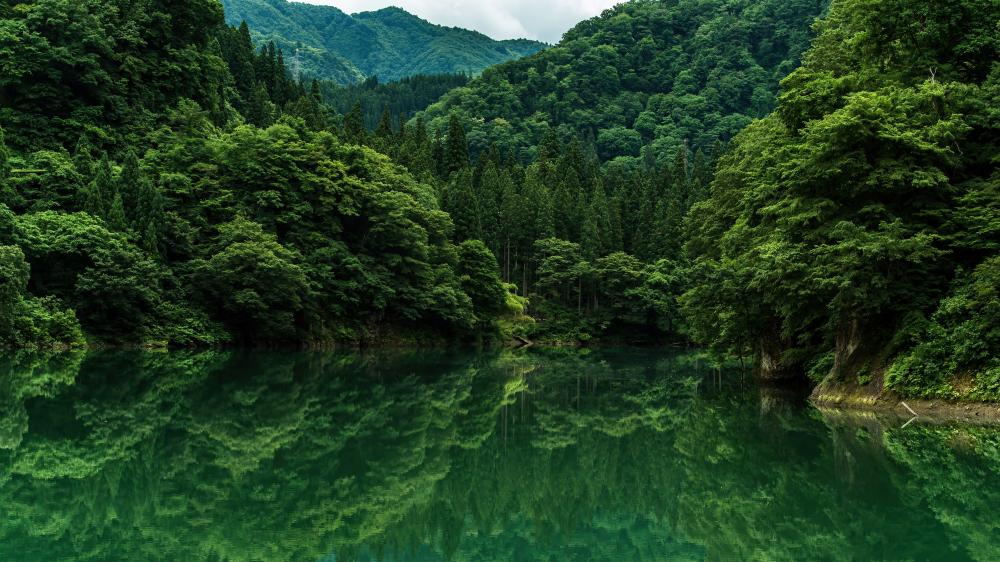 Tranquil Forest Reflections on Serene Lake wallpaper