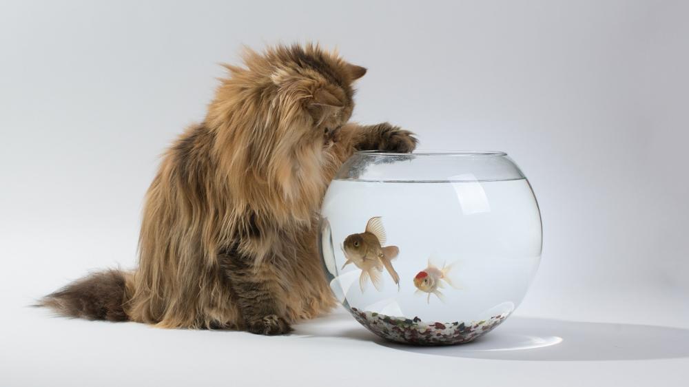 Curious Cat Meets Goldfish Friends wallpaper