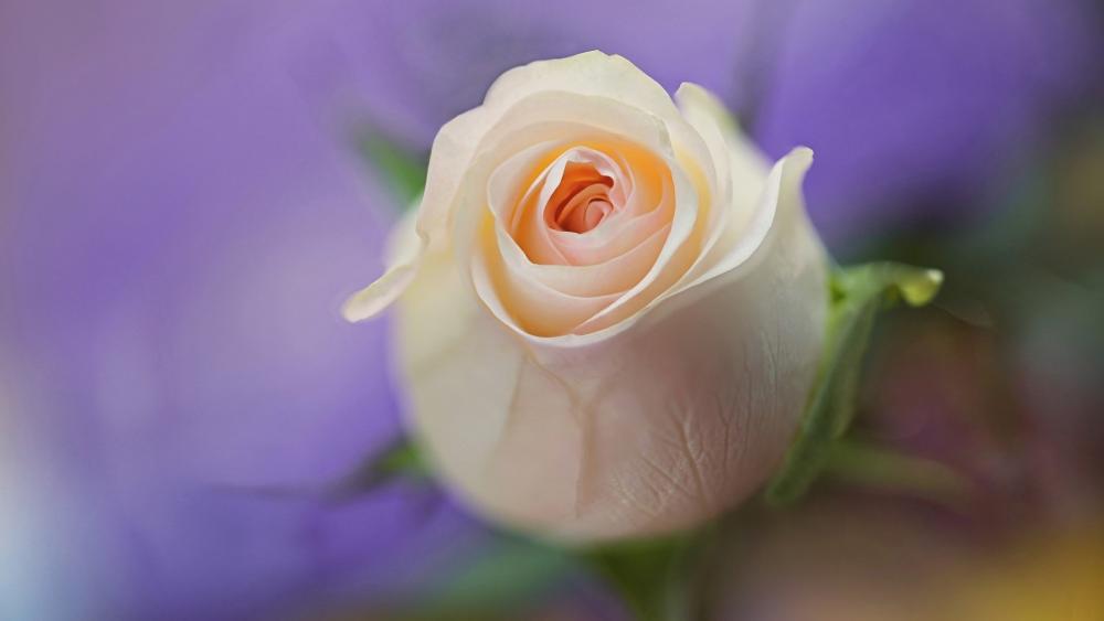 Elegant Rose in Soft Focus wallpaper