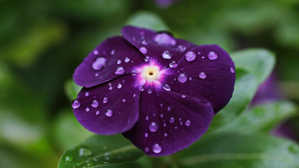 Dew-kissed Purple Vinca Bloom wallpaper