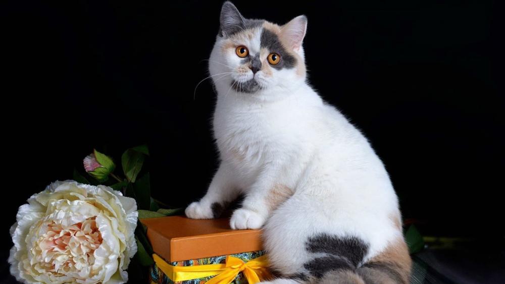 Elegant Feline with Gift Box wallpaper
