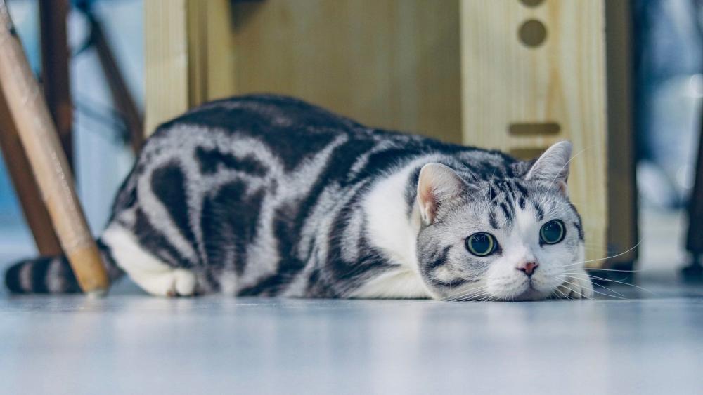 American Shorthair Cat in Repose wallpaper