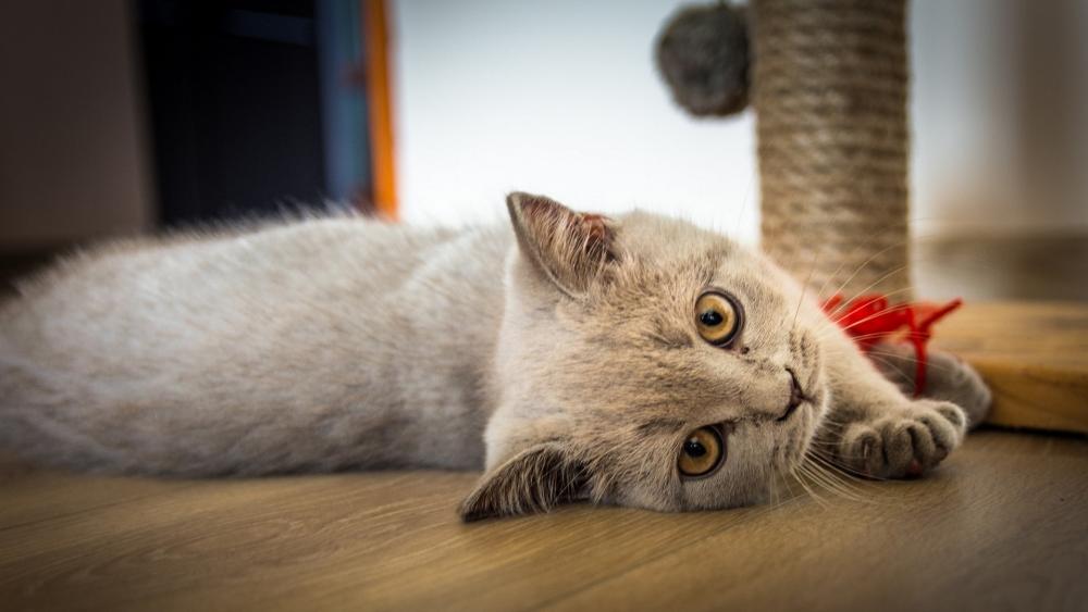 Cute Cat Relaxing on Wooden Floor wallpaper