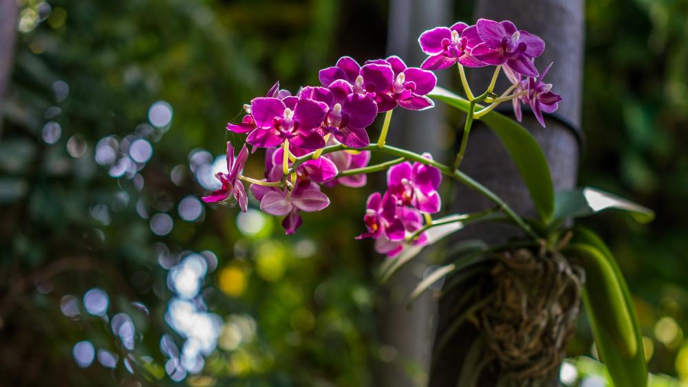 Vibrant Orchids in Natural Splendor wallpaper