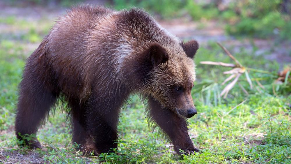 Curious Young Bear in the Wild wallpaper