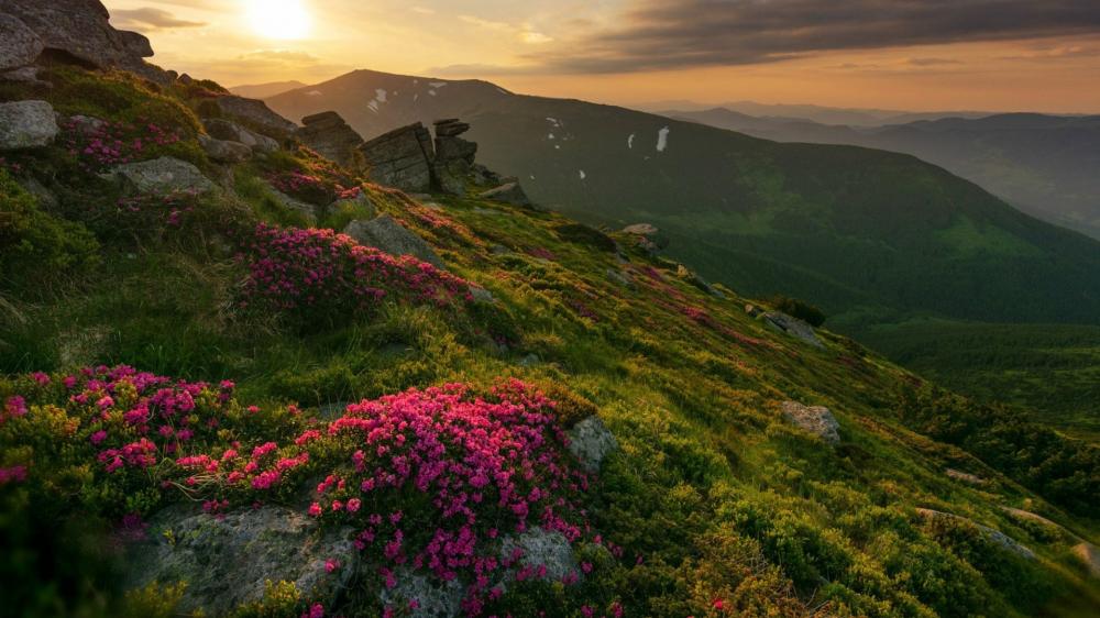 Carpathian Sunset Amidst Blossoming Rhododendrons wallpaper