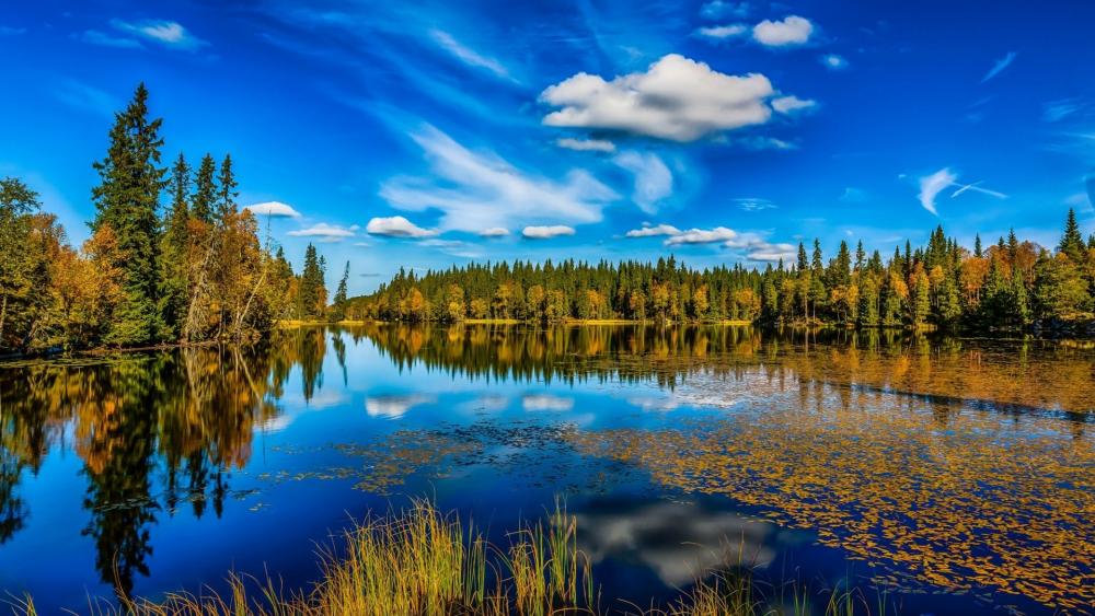 Tranquil Lake Amidst Lush Forest wallpaper