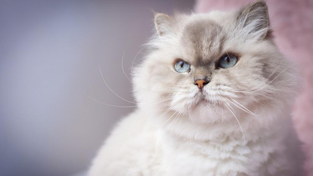 Elegant Fluffy White Cat Gazing Serenely wallpaper