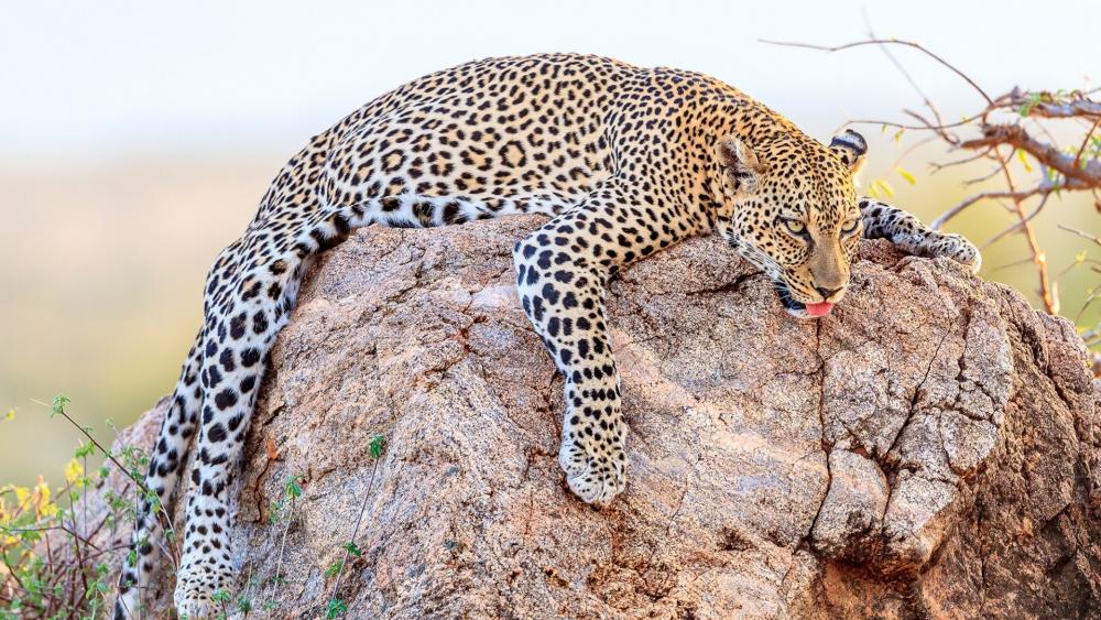 Leopard Lazing on a Sunlit Rock wallpaper