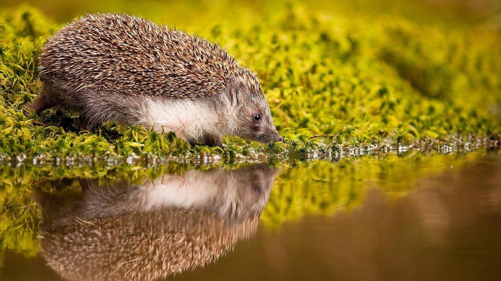 Thirsty Hedgehog's Refreshing Moment wallpaper