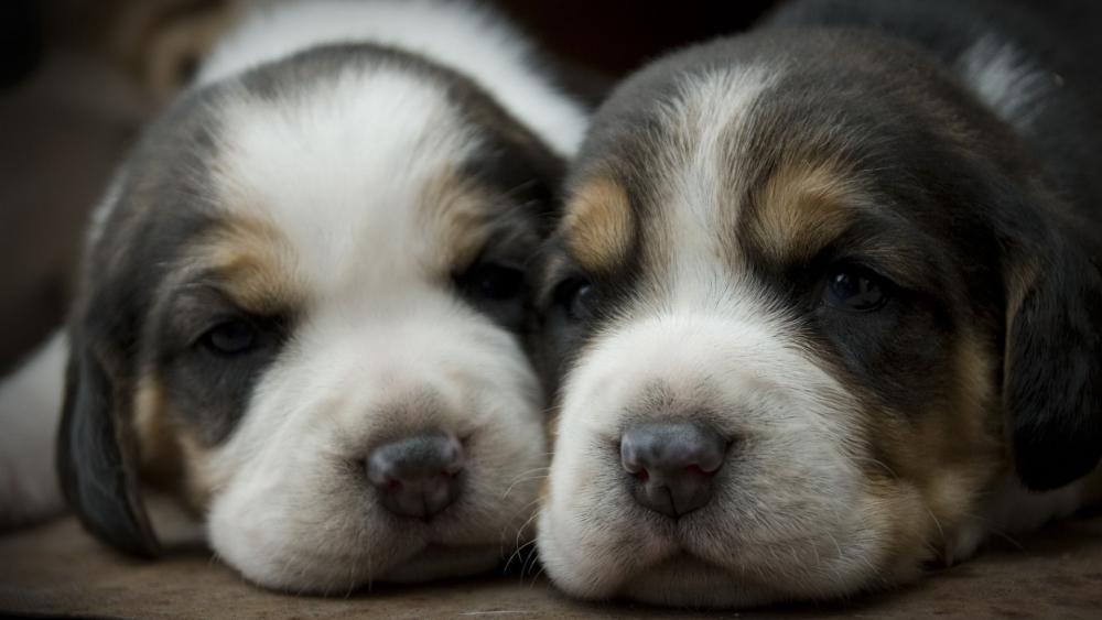 Beagle Puppies Sharing a Tender Moment wallpaper