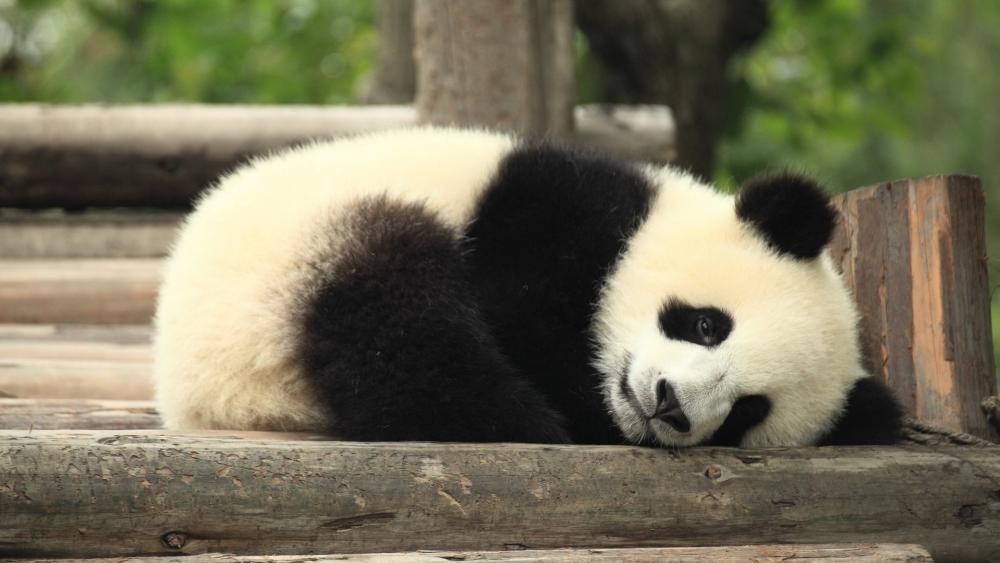 Peaceful Panda Slumber wallpaper