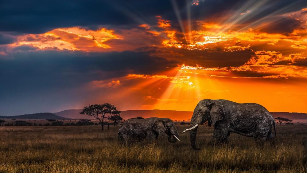 Elephant Silhouettes at Sunset wallpaper