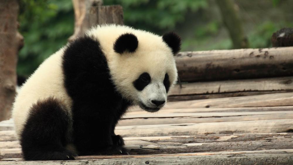 Adorable Panda Cub Pondering Life wallpaper
