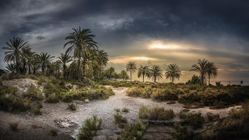 Palm Oasis Under a Moody Sky wallpaper