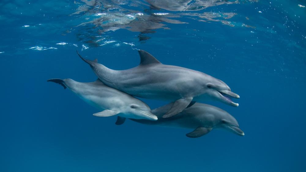 Dolphins Gliding Through the Azure Depths wallpaper