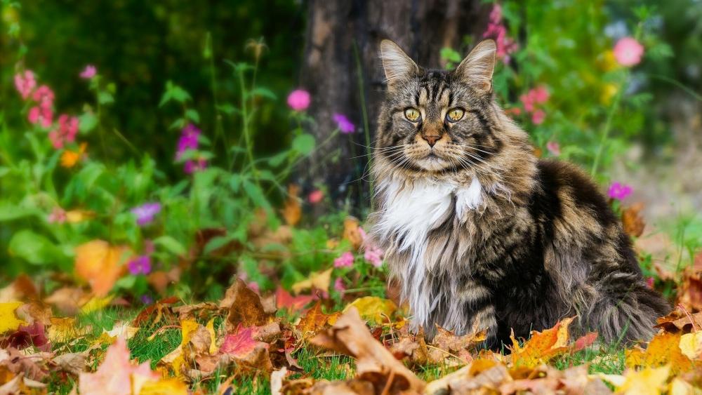 Majestic Feline in Autumn Splendor wallpaper
