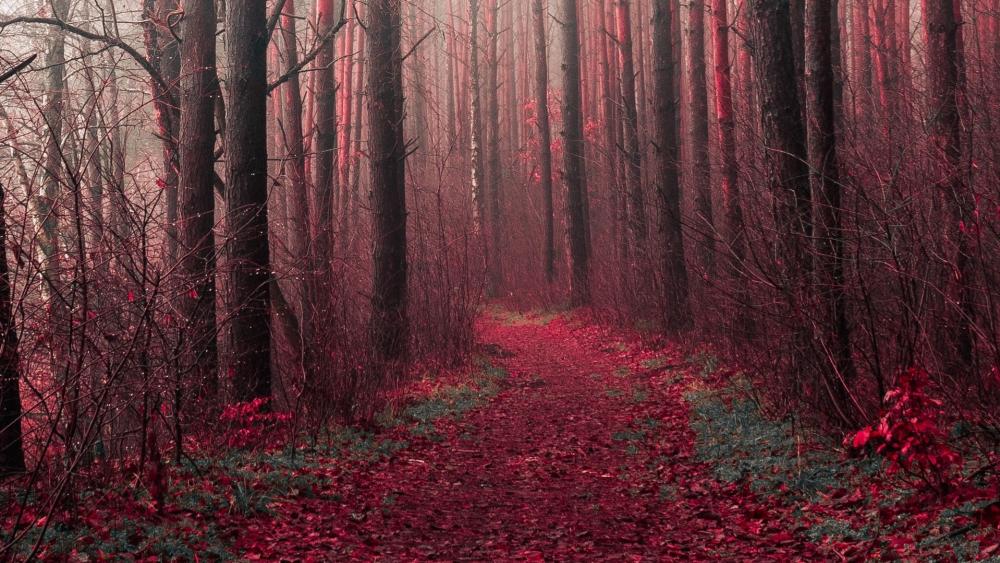 Mystical Crimson Forest Pathway wallpaper