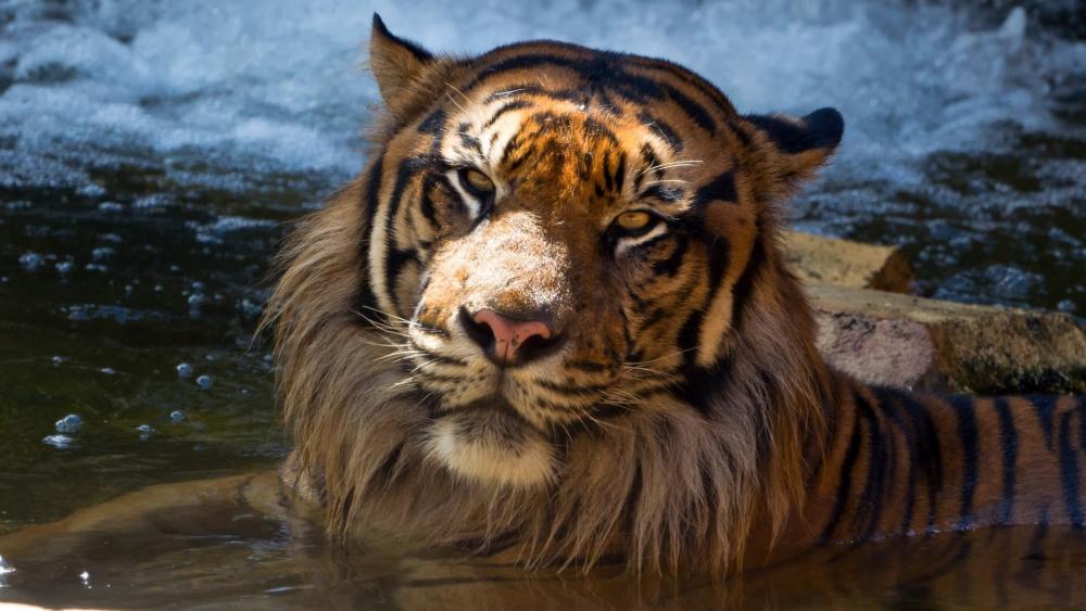 Majestic Tiger Resting in Water wallpaper