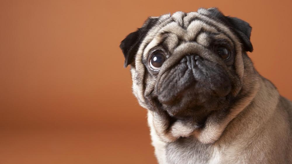 Adorable Pug Stares with Big Eyes wallpaper