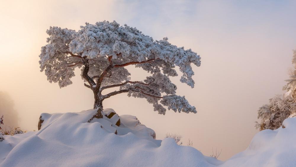 Frosted Solitude Amidst Winter's Embrace wallpaper