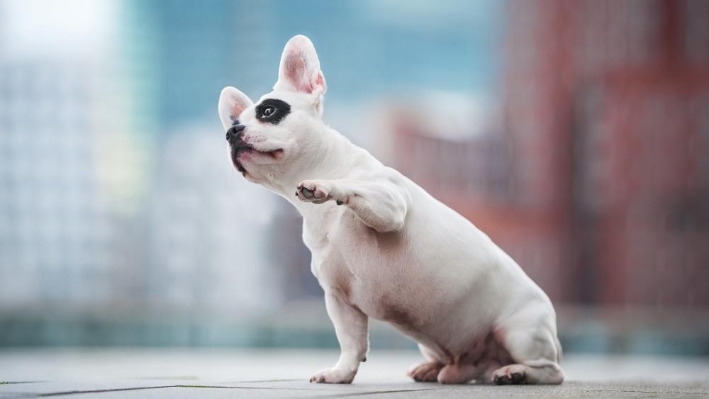 Adorable French Bulldog Raising Its Paw wallpaper