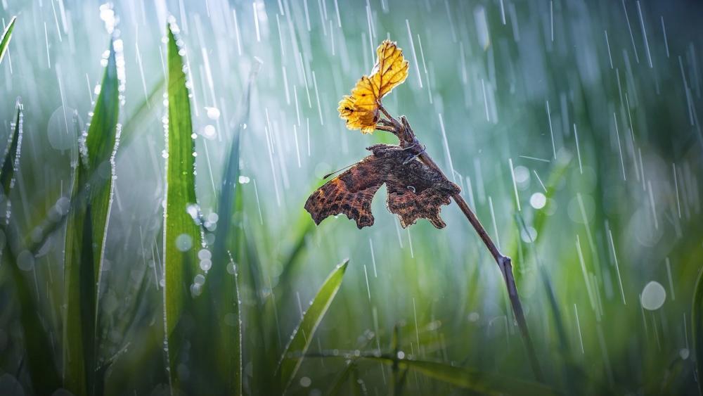 Butterfly Amidst the Raindrops wallpaper
