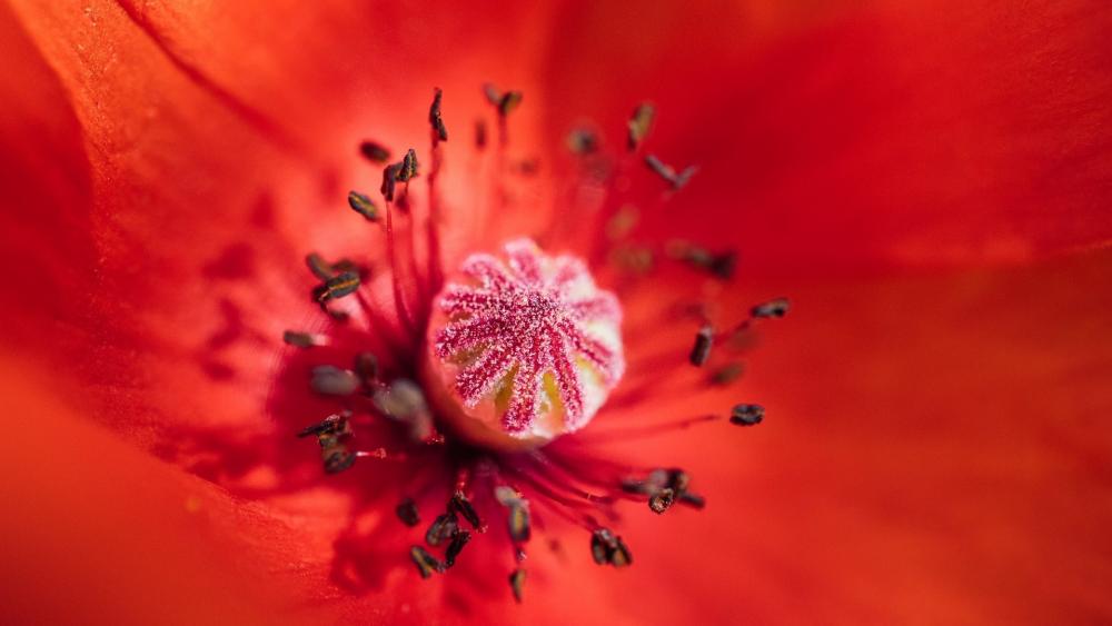 Vivid Poppy Bloom in Close-up wallpaper