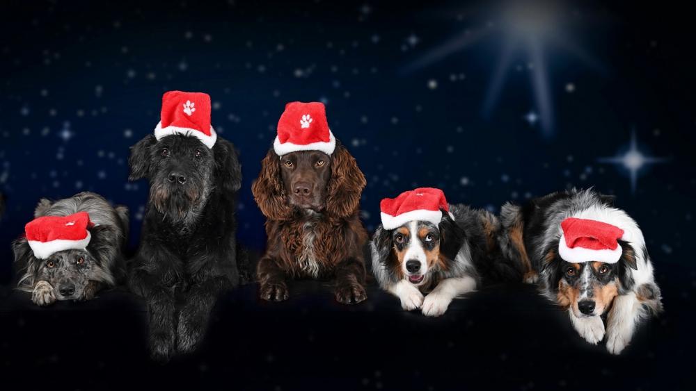 Festive Canine Quartet Celebrating Christmas wallpaper